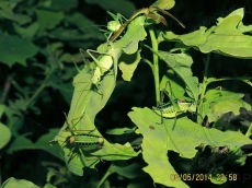 Isophya gracilis на дубе